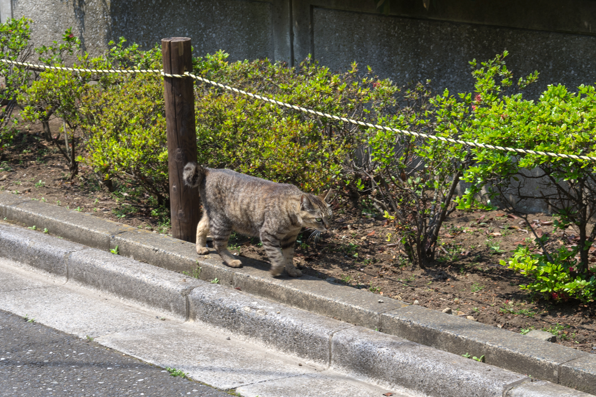 「静岡県　浜松市　ペット捜査」猫の習性や行動範囲について
