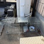 「浜松市　ペット捜索」おかえり！迷子猫の捜索調査を終えて