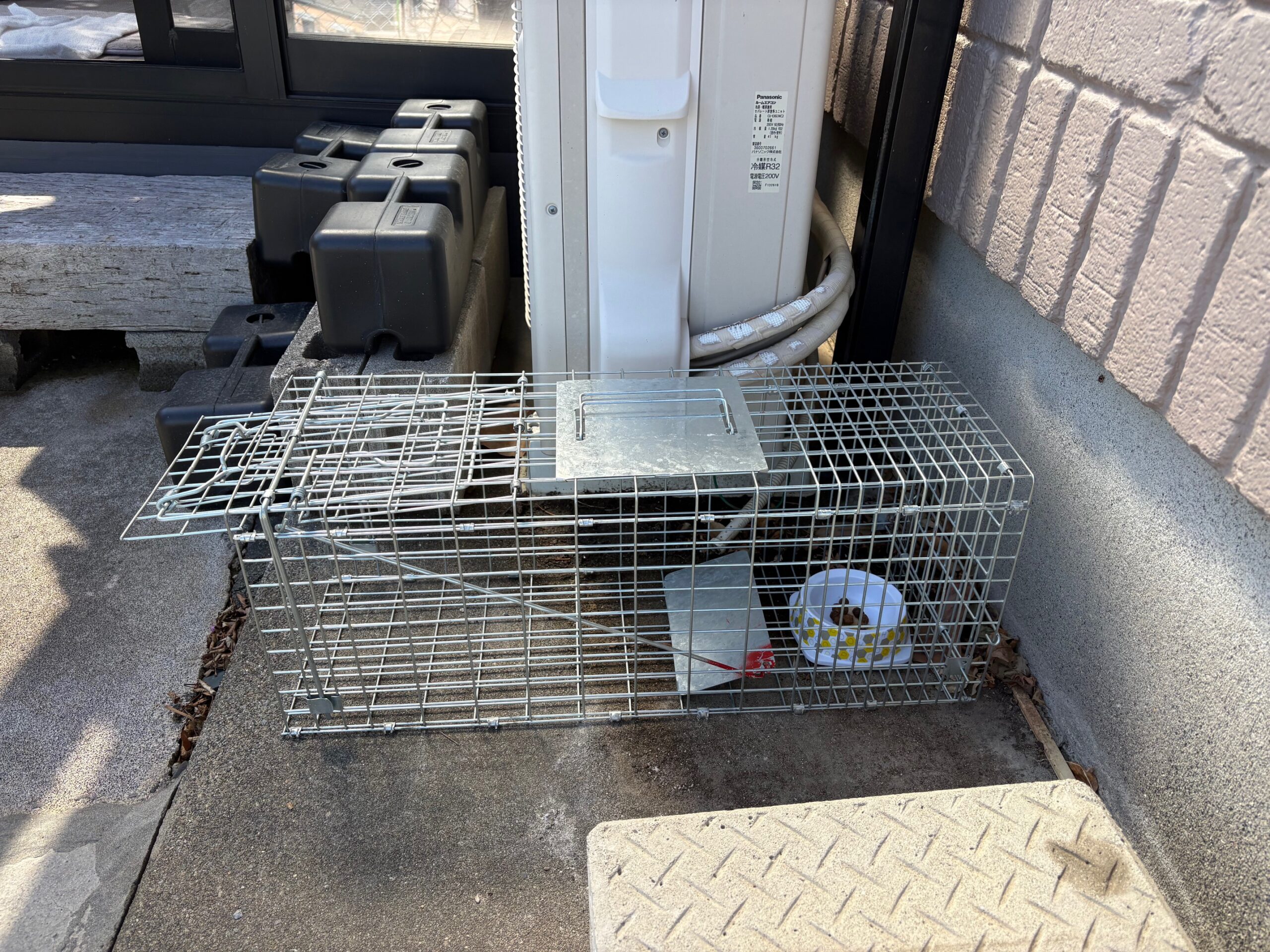 「浜松市　ペット捜索」おかえり！迷子猫の捜索調査を終えて